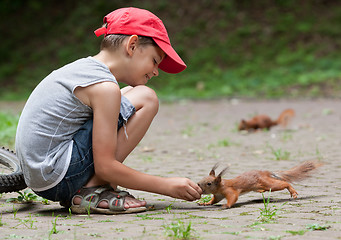 Image showing Little boy and squirrels