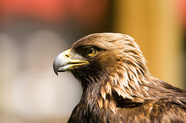 Image showing Golden eagle