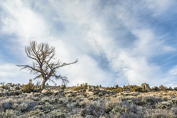 Image showing tree, sagebrush and rocks