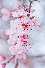 Image showing spring blossoms 