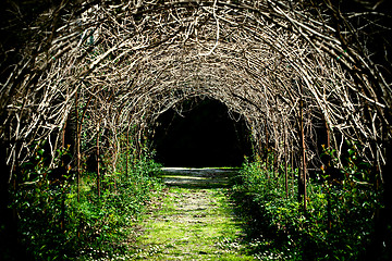 Image showing 	tunnel of grape branches