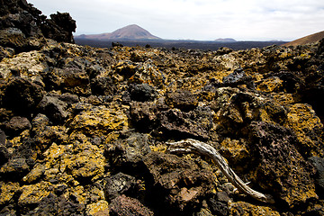 Image showing wood plant  bush timanfaya  in los volcanes  