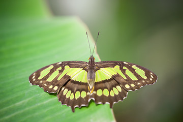 Image showing Papilionidae