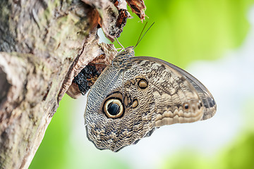 Image showing morpho peleides butterfly