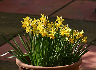 Image showing mini daffodils