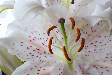 Image showing easter lily
