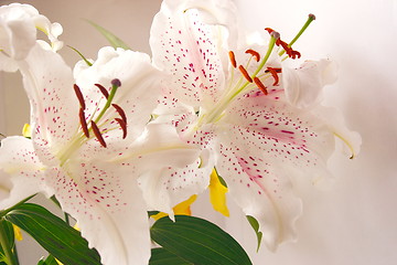 Image showing easter lily