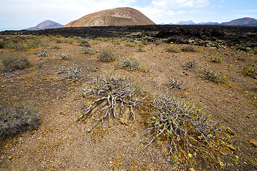 Image showing flower   stone sky  hill   lanzarote spain