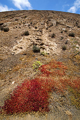 Image showing flower  bush timanfaya  in los  lanzarote spain plant 