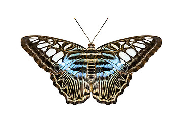 Image showing blue tiger striped butterfly