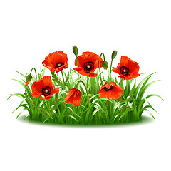 Image showing Red poppies in grass., vector