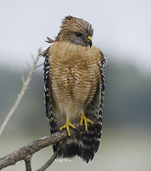 Image showing Red Shouldered Hawk Perching