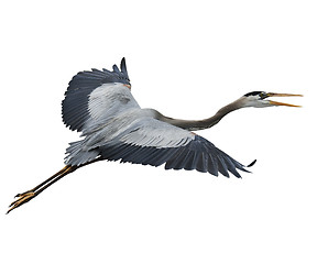 Image showing Great Blue Heron In Flight 
