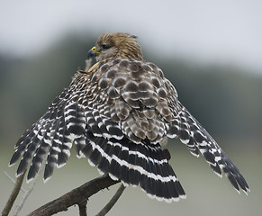 Image showing Red Shouldered Hawk Perching