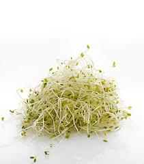 Image showing Fresh Alfalfa Sprouts