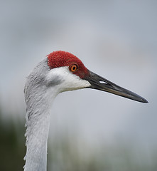 Image showing Sandhill Crane Portrait