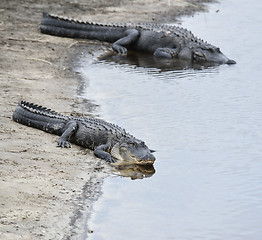 Image showing American Alligators