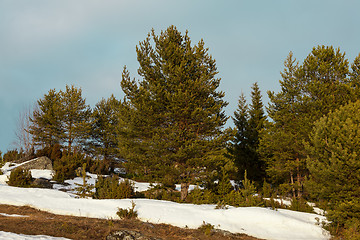 Image showing The arrival of spring in the northern forest. Landscape 