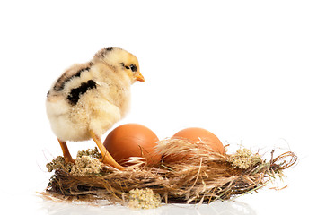 Image showing Newborn chick