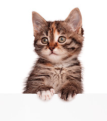 Image showing Kitten with blank 