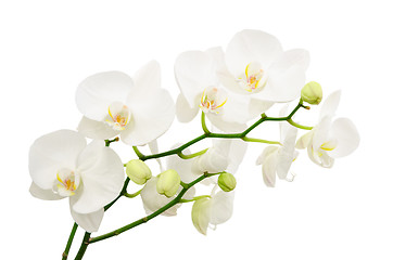 Image showing Long branches of bouquet delicate white orchid flowers