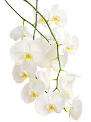 Image showing Long elegant branches of white romantic orchid flowers