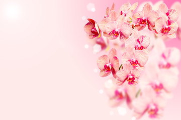 Image showing Bunch of orchids flowers on pink blurred background