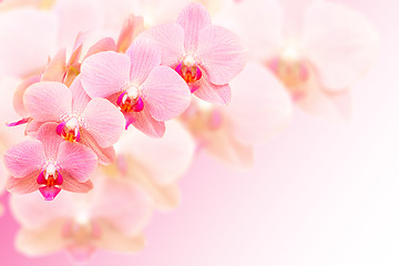 Image showing Exotic pink spotted orchid flowers on blurred background