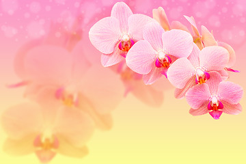 Image showing Romantic pink spotted orchid flowers on blured bokeh background