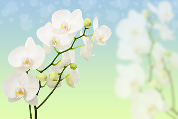 Image showing Spring morning background with branches of white orchid flowers