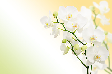Image showing Morning spring background with branches of white orchid flowers