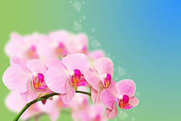 Image showing Spotted pastel orchid flowers on gradient blurred summer backgro