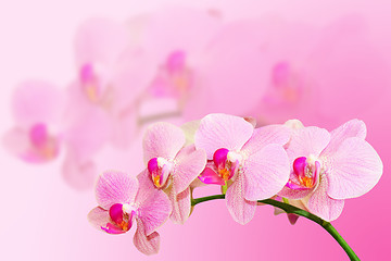 Image showing Fragle soft toned orchid flower on blurred background