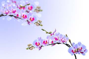 Image showing Blue pink orchid flowers on blurred gradient background