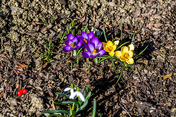 Image showing first spring flowers in garden