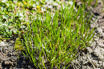 Image showing Chive herb flowers on spring garden