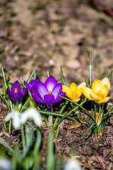 Image showing first spring flowers in garden