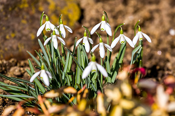 Image showing Snowdrop bloom in springtime