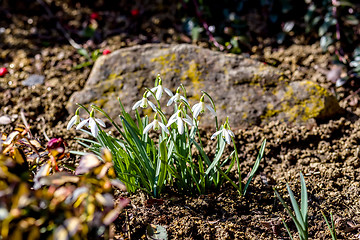 Image showing Snowdrop bloom in springtime