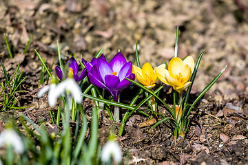 Image showing first spring flowers in garden