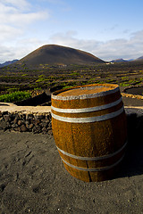 Image showing  grapes wall  cultivation barrel