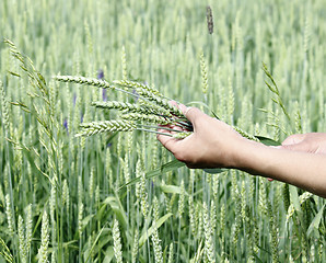 Image showing Wheat ears woman hands