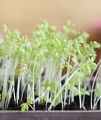 Image showing Garden cress 