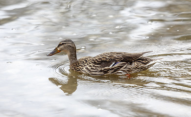 Image showing wild duck in the lake