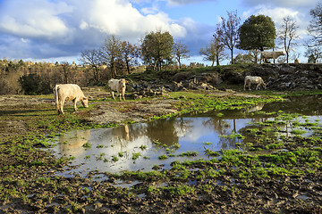 Image showing country rural scene with cows grazing