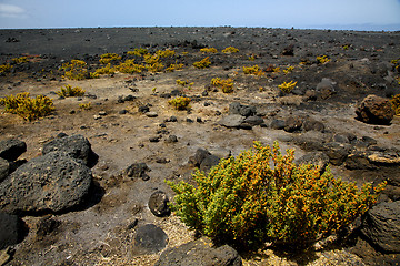 Image showing plant flower    timanfaya volcanic rock stone sky  hill   lanzar