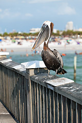 Image showing Clearwater Beach Florida Pelican