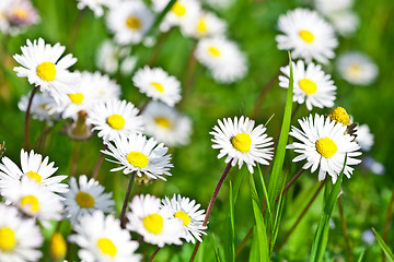 Image showing chamomile flowers field