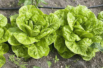 Image showing organic lettuce vegetable farm growing in Antigua island Caribbe