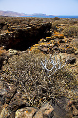 Image showing bush timanfaya  in los  volcanic 